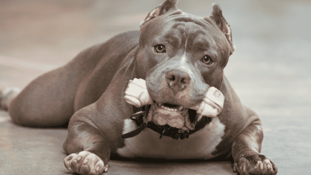 best training collar for pitbulls