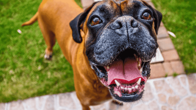 best dog food for boxers with sensitive stomachs