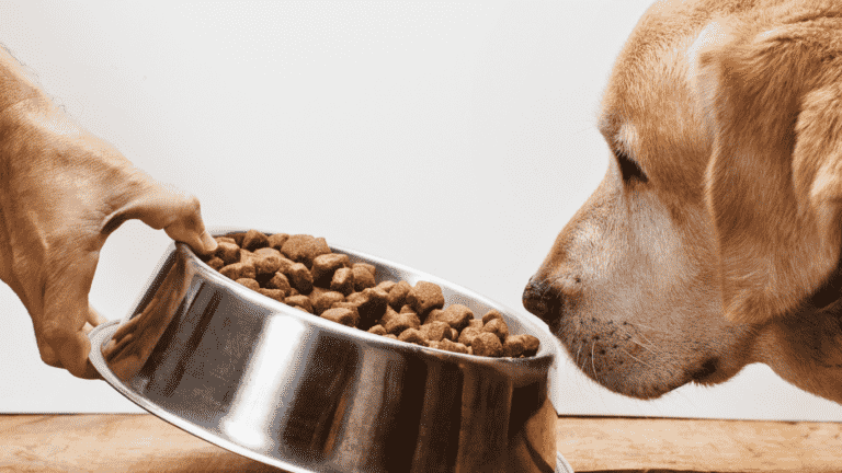 best dog foods for dogs with food allergies