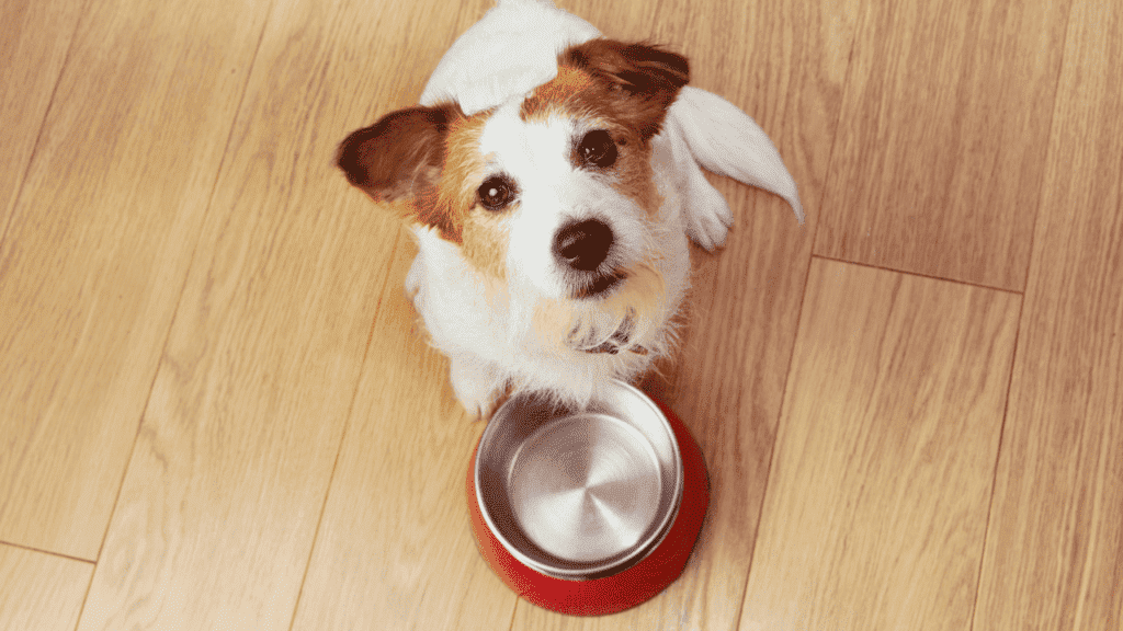 best dog food for dogs with liver disease