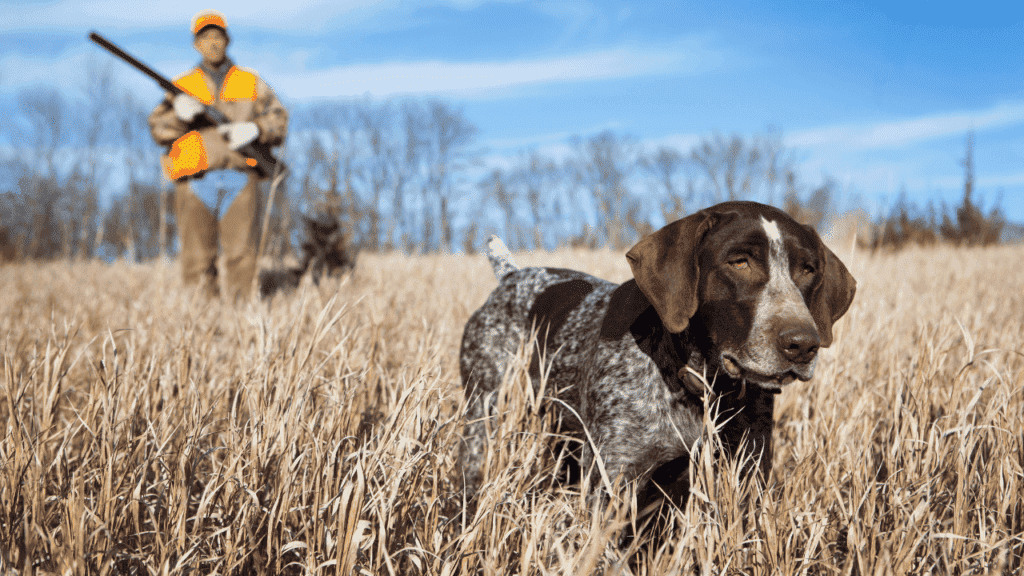 best hunting dog training collar