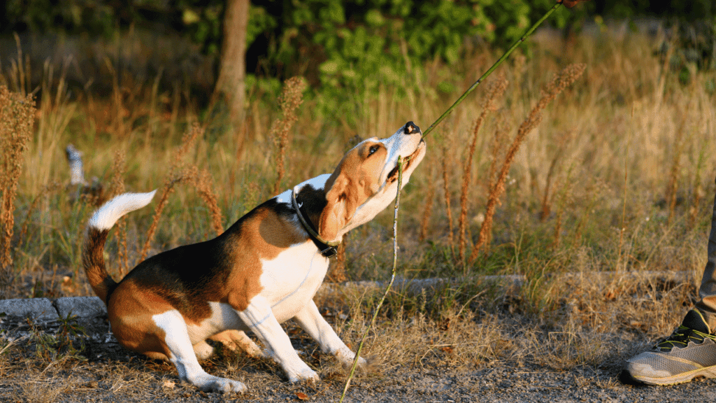 best training collar for large stubborn dogs