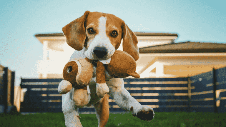 best training collar for beagles