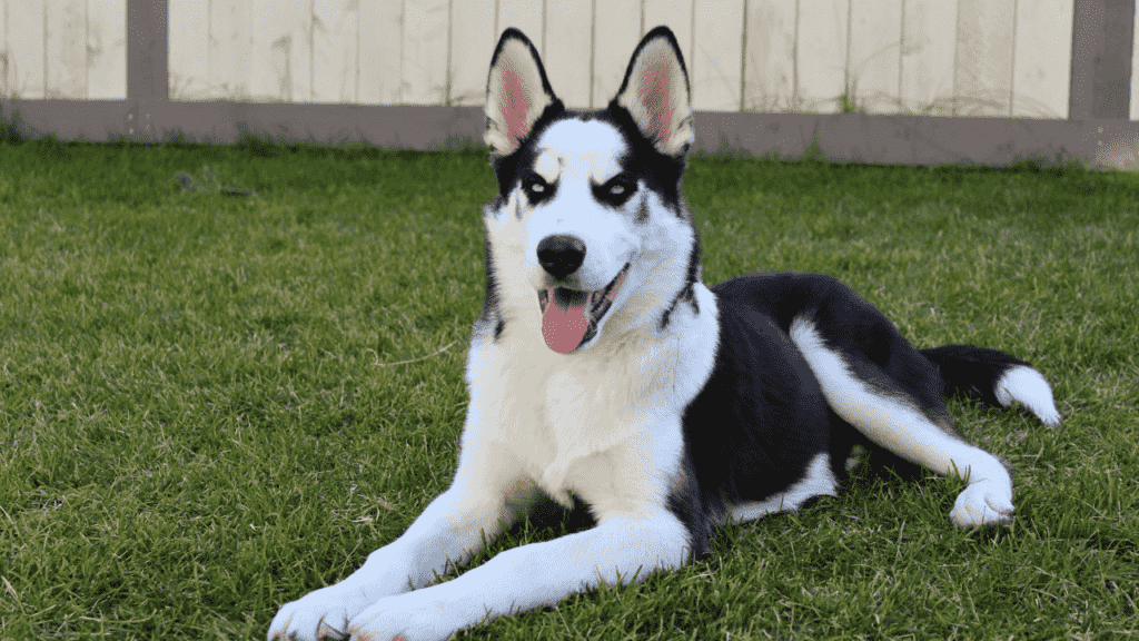 best training collar for huskies