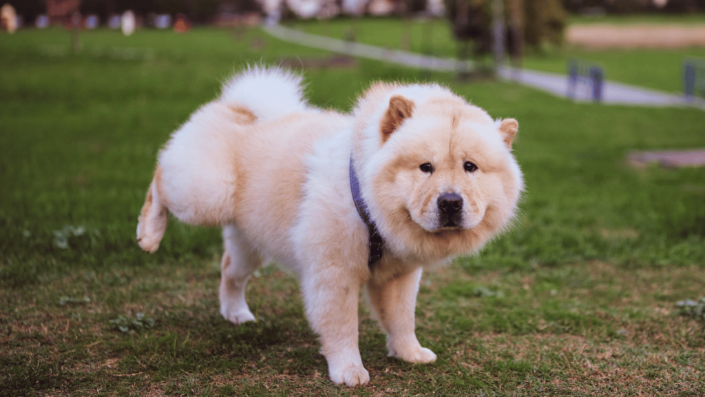 How Long Can Dogs Hold Their Pee